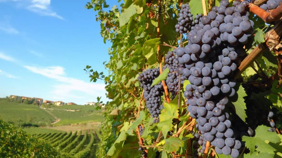 Savjeti za vinogradare i voćare