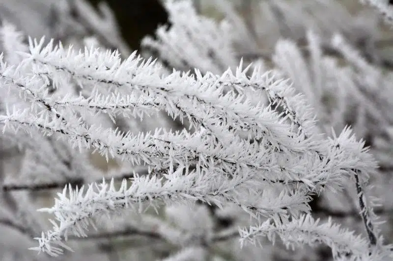 Zabrinuti poljoprivrednici: Hoće li proljetni mraz uništiti voće zbog naglog pada temperature?