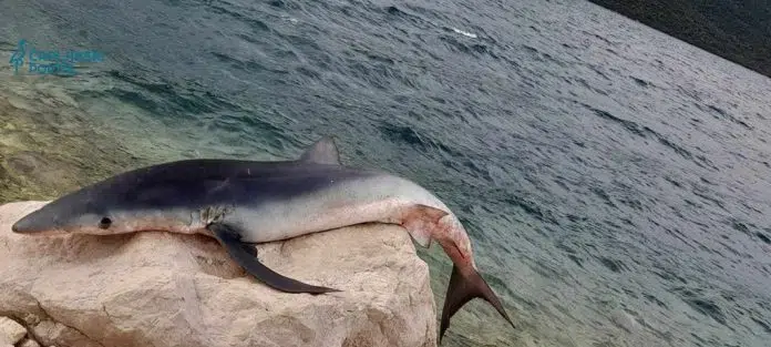 1714648442 329 Foto Morski Pas Od 12 Kilograma Ulovljen U Neumu