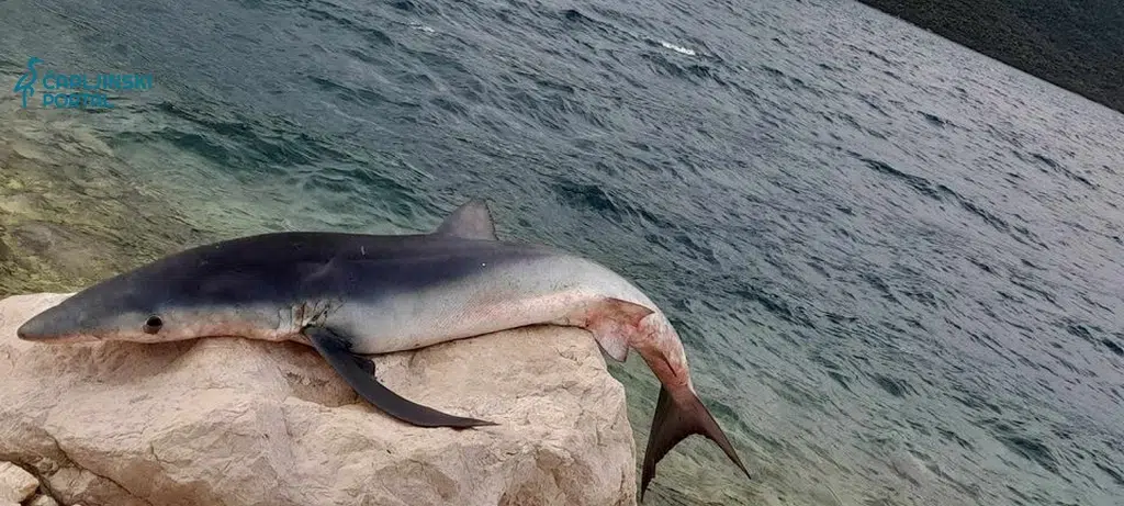 FOTO | Morski pas od 12 kilograma ulovljen u Neumu