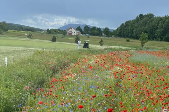 1716540450 Golf Klub Posusje Pocinje President Cup Na Topali Sa Rekordnim