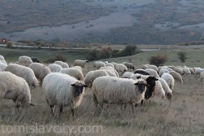 Pocela Isplata Poticaja Za Poljoprivredu U Entitetu Federacija Bosne I