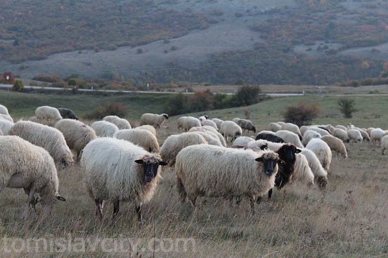 Počela isplata poticaja za poljoprivredu u entitetu Federacija Bosne i Hercegovine