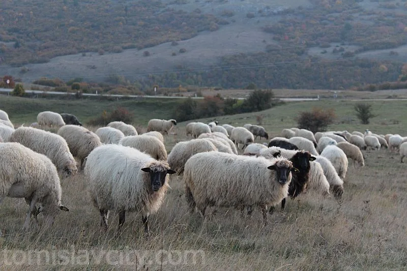 Počela isplata poticaja za poljoprivredu u entitetu Federacija Bosne i Hercegovine