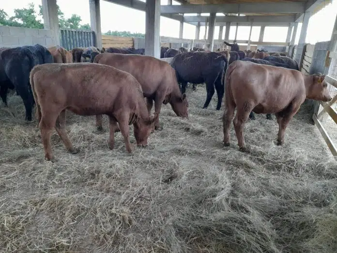 Farma u Ljubunčiću napreduje! 1718634041 978 Farma U Ljubuncicu Napreduje