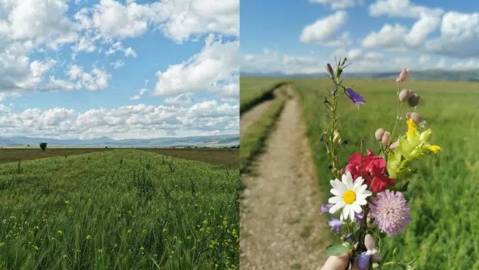 Doba u kojem Duvanjsko polje očarava svojom ljepotom i raskoši Doba U Kojem Duvanjsko Polje Ocarava Svojom Ljepotom I Raskosi