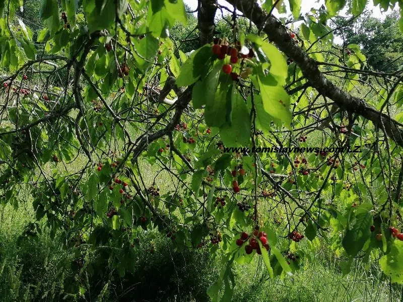 Dobro jutro uz vedro i toplo Tomislavgrad!