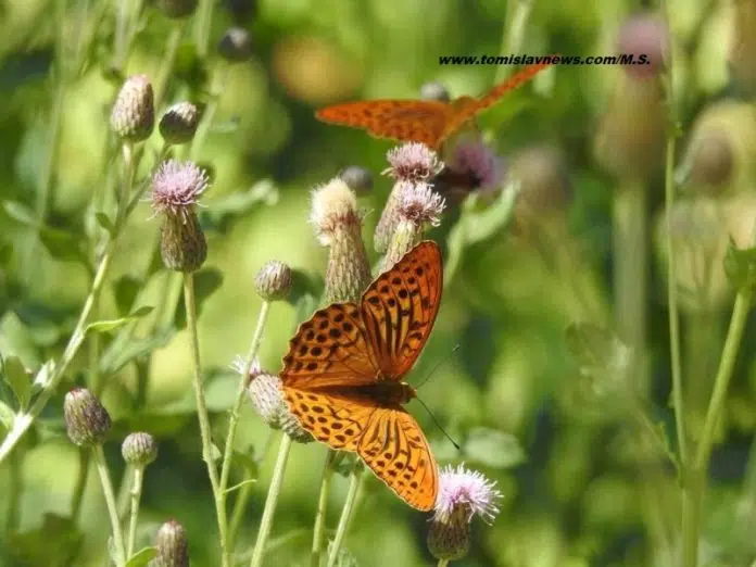 Lijepo i sunčano ljetno jutro u Tomislavgradu! Lijepo I Suncano Ljetno Jutro U Tomislavgradu