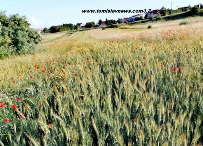 Tomislavgrad vam želi dobro i umjereno vedro nedjeljno jutro! Tomislavgrad Vam Zeli Dobro I Umjereno Vedro Nedjeljno Jutro