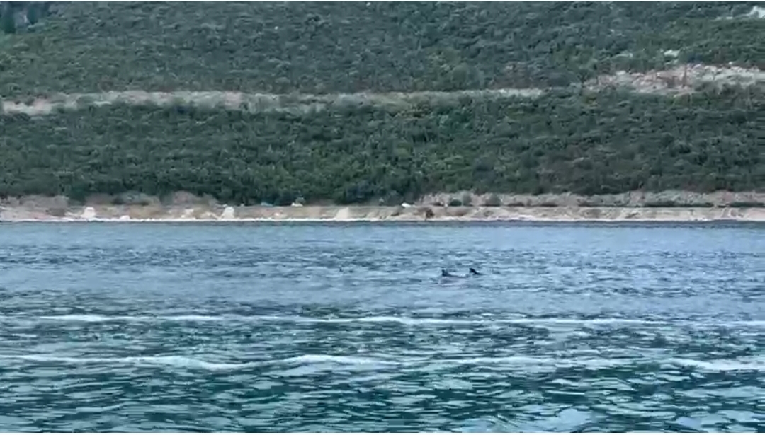VIDEO: Dupini opet očarali posjetitelje u Neumu