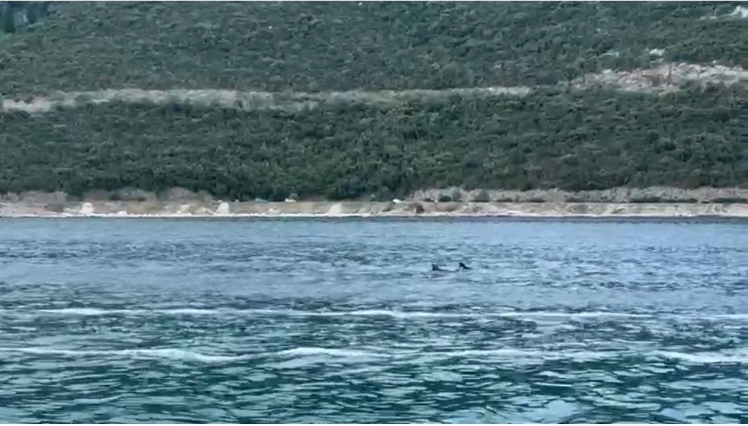 VIDEO: Dupini opet očarali posjetitelje u Neumu