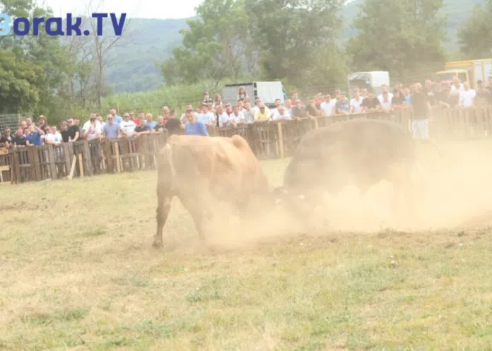 1721499460 U Uznemirujucem Videu U Posusju Bik Uletio U Publiku Izazvavsi