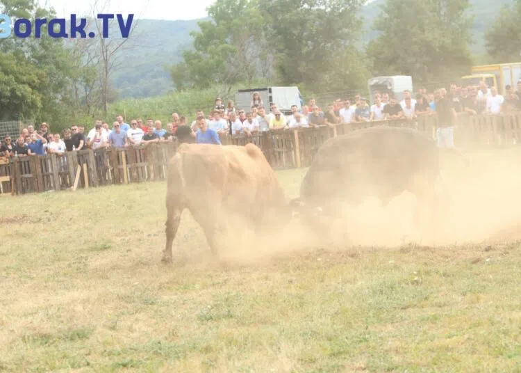 U UZNEMIRUJUĆEM VIDEU U Posušju: Bik uletio u publiku, izazvavši opću paniku.