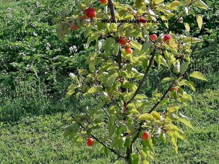 Dobro jutro iz Tomislavgrada - vedro i umjereno toplo! Dobro Jutro Iz Tomislavgrada Vedro I Umjereno Toplo
