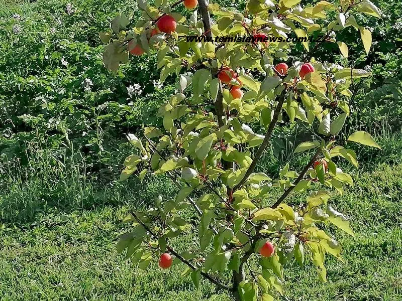 Dobro jutro iz Tomislavgrada – vedro i umjereno toplo!