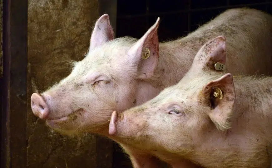 Potvrđeni slučajevi afričke svinjske kuge u Županiji Zapadnohercegovačkoj
