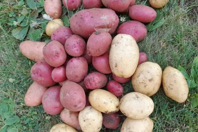 Sveti Ilija obećava - preformuliši naslov Sveti Ilija Obecava Preformulisi Naslov