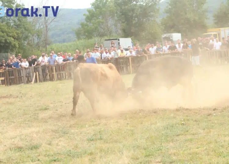 VIDEO: Bik uletio u publiku u Posušju, izazvao opću paniku