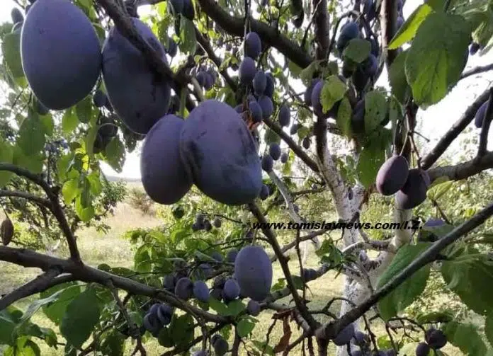 Dobro Jutro Iz Tomislavgrada Neka Vam Bude Vedro I