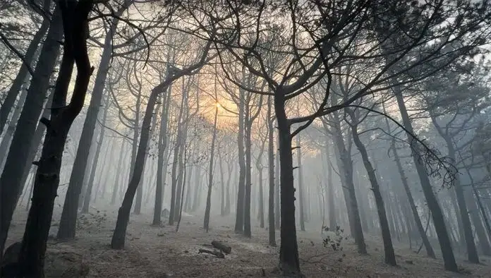 Pogledajte Posljedice Pozara U Parku Prirode Biokovo
