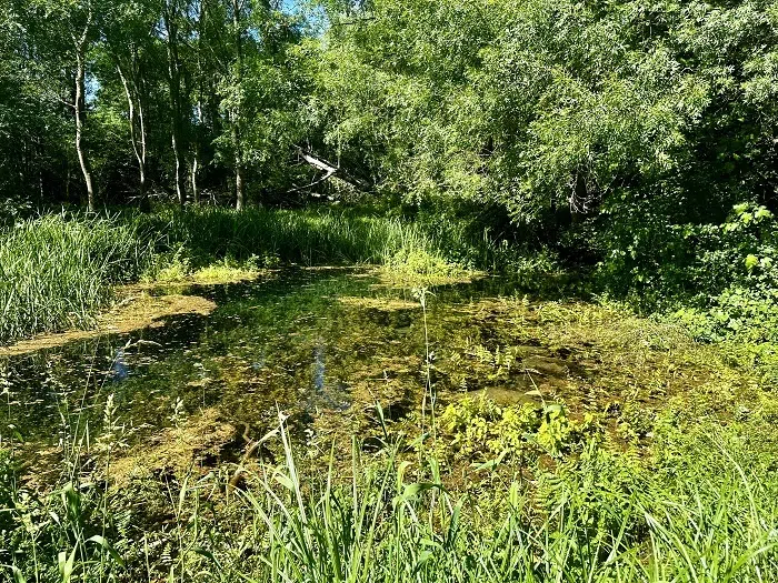 Stanje ugroženosti 38 biljnih vrsta u Parku prirode Hutovo blato