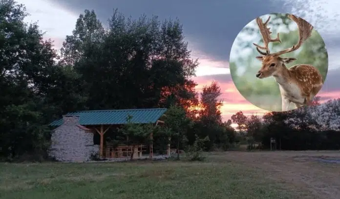 Antonio se vratio iz Njemačke i počeo uzgajati jelene na 1725435653 Antonio Se Vratio Iz Njemacke I Poceo Uzgajati Jelene Na