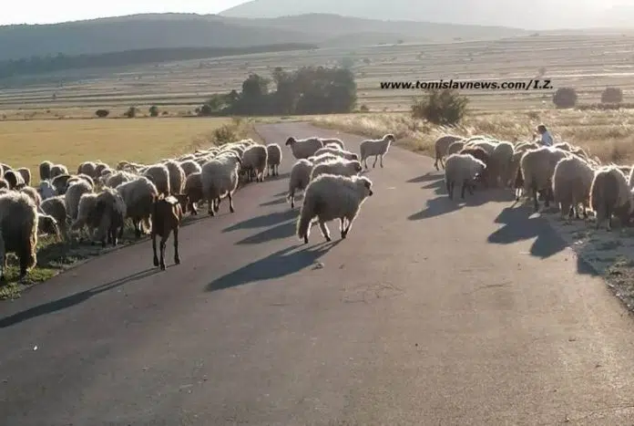 Dobro Jutro I Toplo Pozdravljam Vas Iz Tomislavgrada