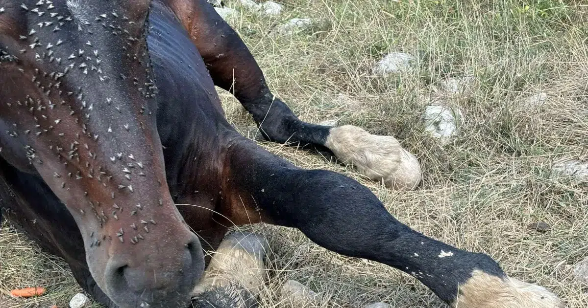 Skapava na suncu: Nema ko pomoći livanjskom divljem konju