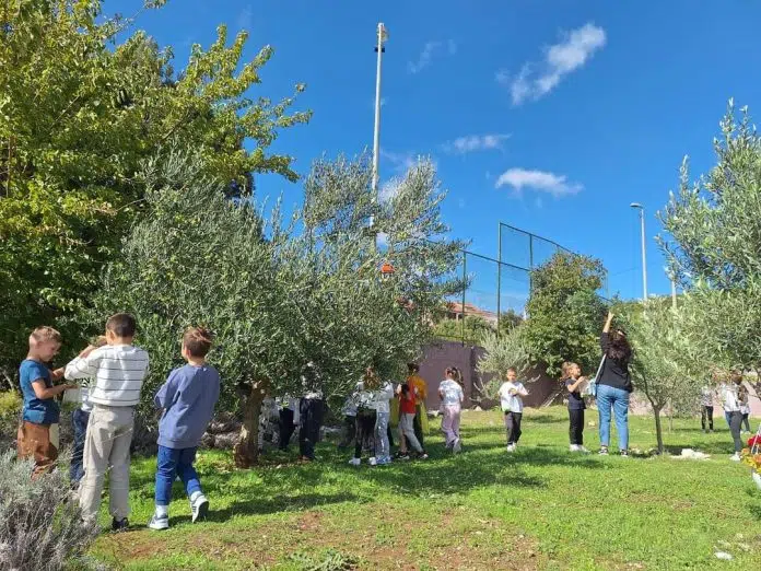 FOTOGRAFIJA: Zlatne kapi maslinovog ulja iz školskog maslinika Fotografija Zlatne Kapi Maslinovog Ulja Iz Skolskog Maslinika