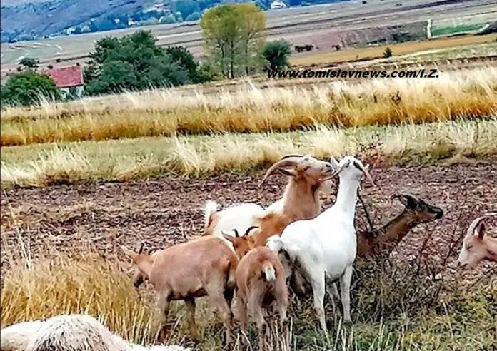 Ugodno Umjereno Vedro Vjetrovito I Pohladno Jutro U Tomislavgradu