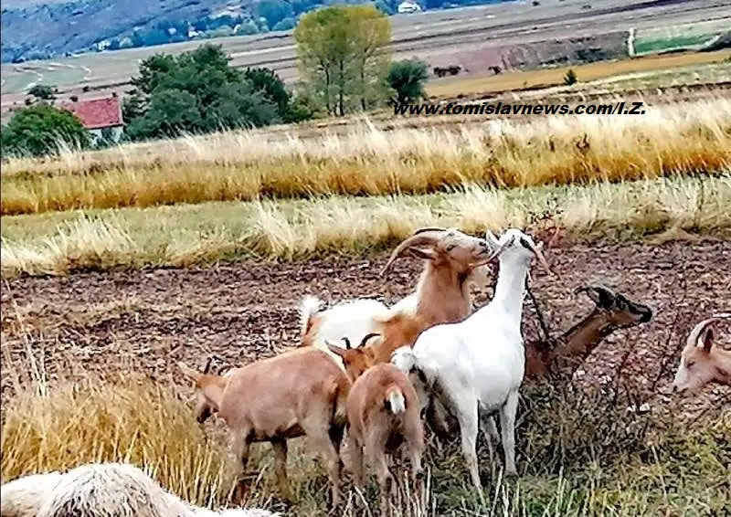 Ugodno umjereno vedro, vjetrovito i pohladno jutro u Tomislavgradu!