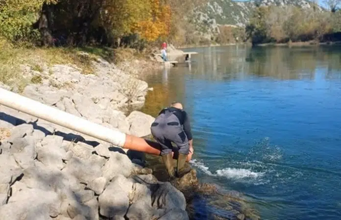1731510291 Foto U Capljini Izvrseno Poribljavanje Neretve Mekousnom Pastrmkom