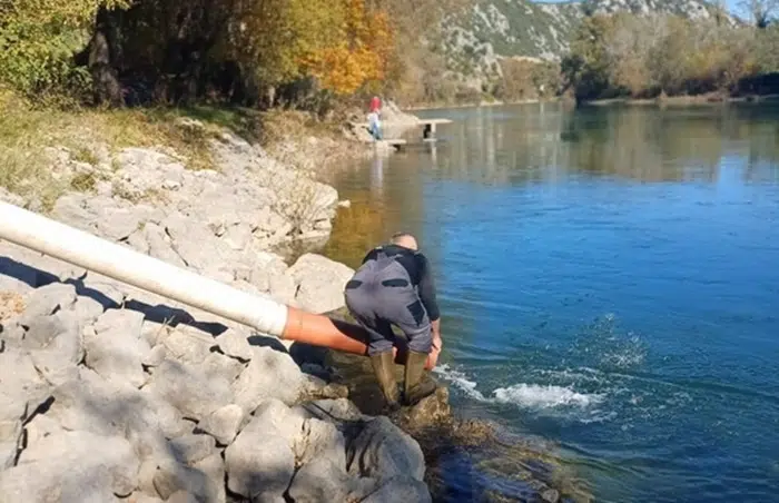 FOTO | U Čapljini izvršeno poribljavanje Neretve mekousnom pastrmkom