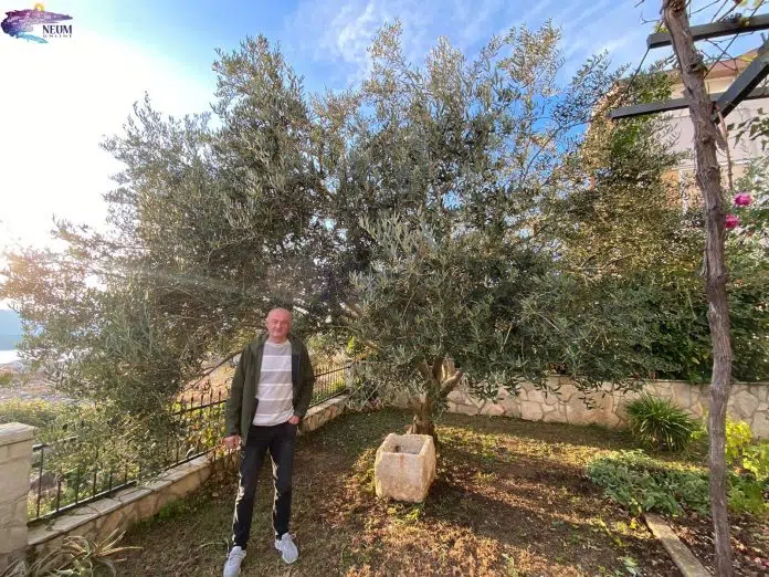 1731932384 Foto Maslinarski Podvig U Neumu Stablo Donijelo Cak 200 Kilograma