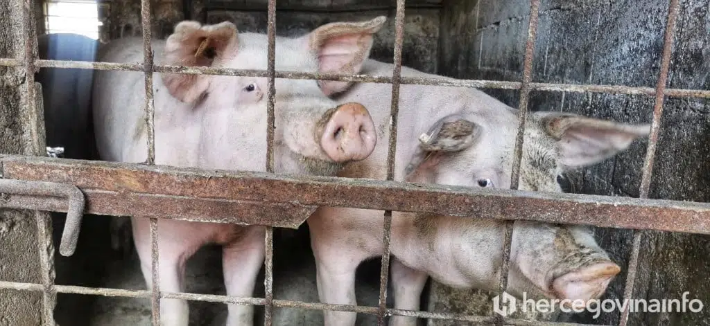 SVINJOKOLJA U HERCEGOVINI ‘Sve manje domaćih svinja, cijena kilograma ide i do 10 KM’