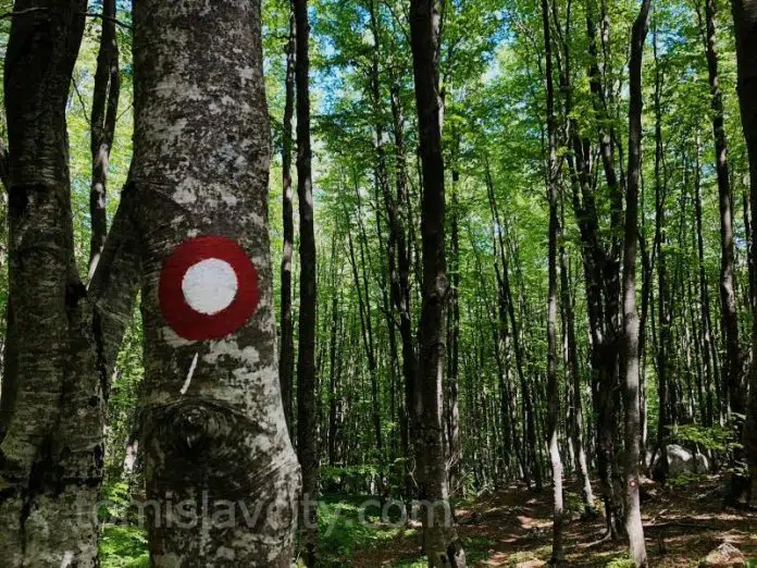 Bogatstvo koje ne cijenimo: Šume u BiH sijeku se na