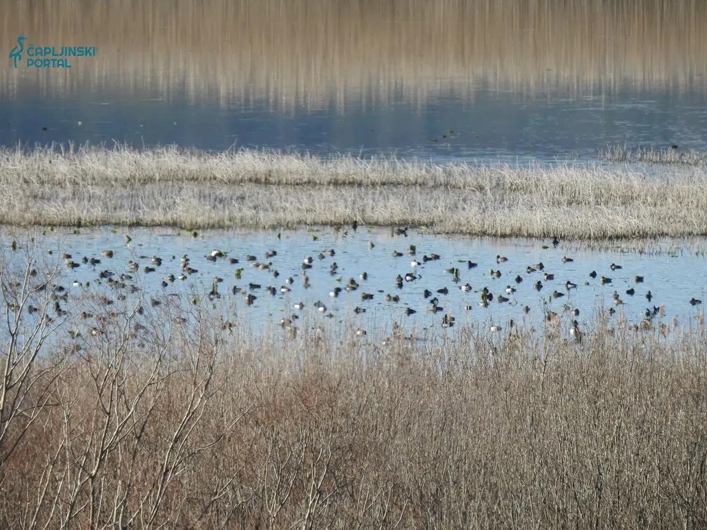 FOTO | Zimsko prebrojavanje ptica u Parku prirode Hutovo blato