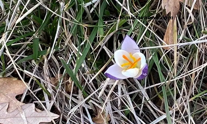 DOBRO vam vedro i prohladno jutro iz Tomislavgrada!