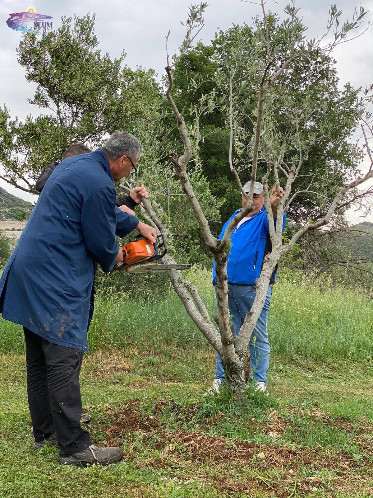 NAJAVA| Obuka rezidbe maslina u Broćancu