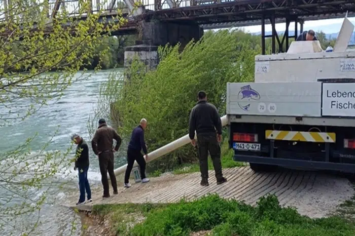 FOTO | U Čapljini izvršeno poribljavanje Neretve potočnom pastrmkom