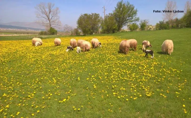DOBRO vam vedro, umjereno vjetrovito i toplo jutro iz Tomislavgrada!