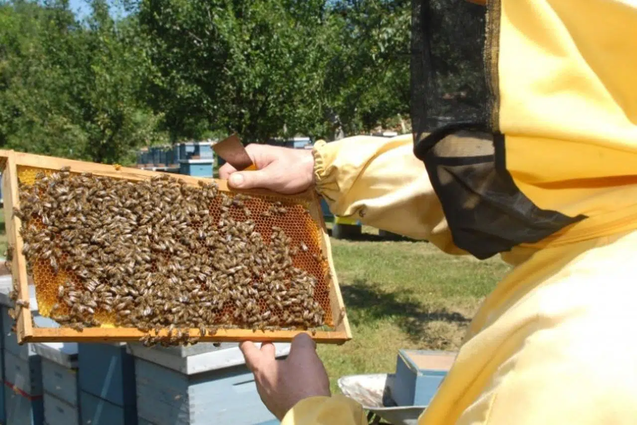 Grad Livno: Popis prijavitelja odabranih za grant sredstva u projektu BeeAlive