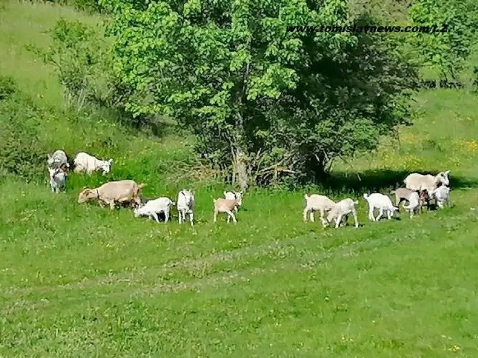 DOBRO vam oblačno i kišovito jutro iz Tomislavgrada!