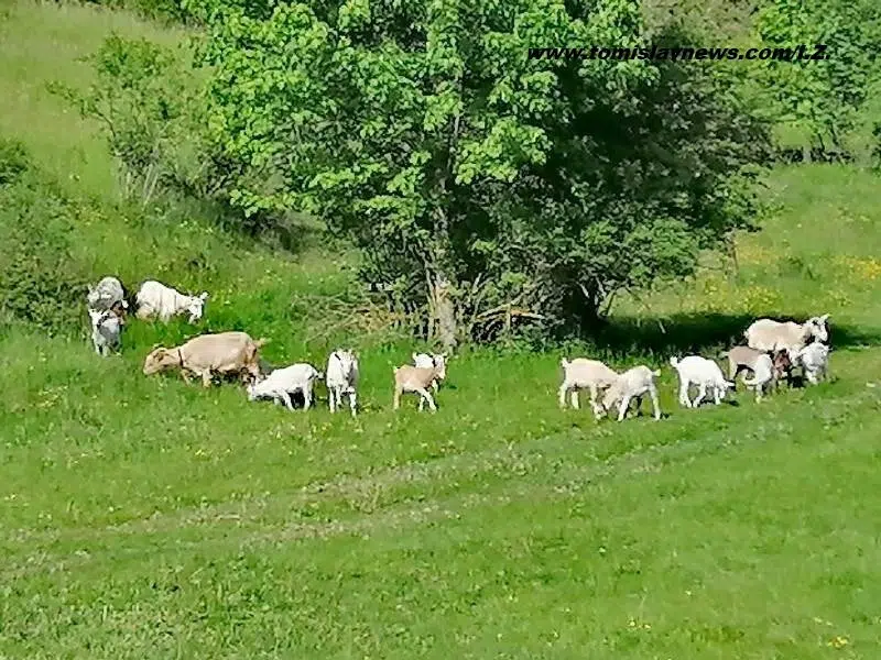 DOBRO vam oblačno i kišovito jutro iz Tomislavgrada!