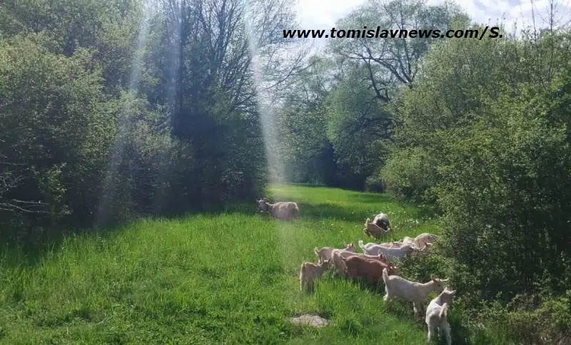 DOBRO vam vedro i toplo jutro iz Tomislavgrada!