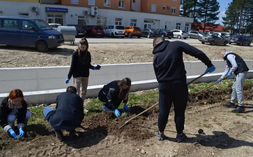 Sadnja medonosnog drveća u Livnu