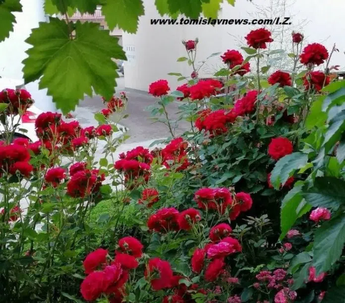 FOTO: DOBRO vam umjereno vedro i toplo jutro iz Tomislavgrada!