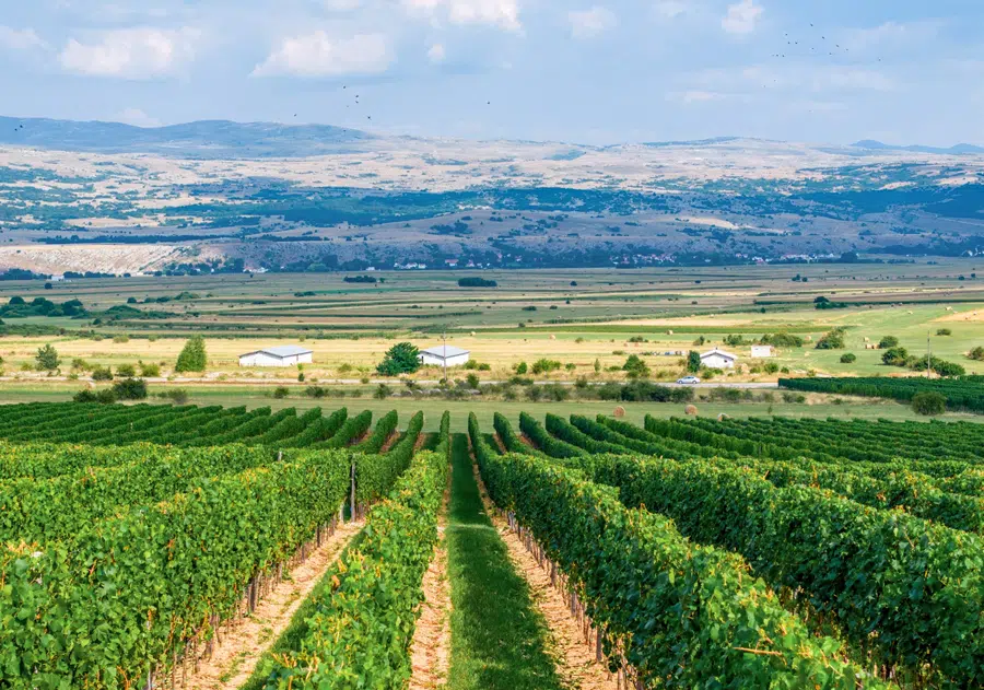 FOTO: Posjetili smo spektakularne vinograde Knebu na 900 metara nadmorske visine, koje mlaznice štite od mrazeva, a mreže od tisuća čvoraka