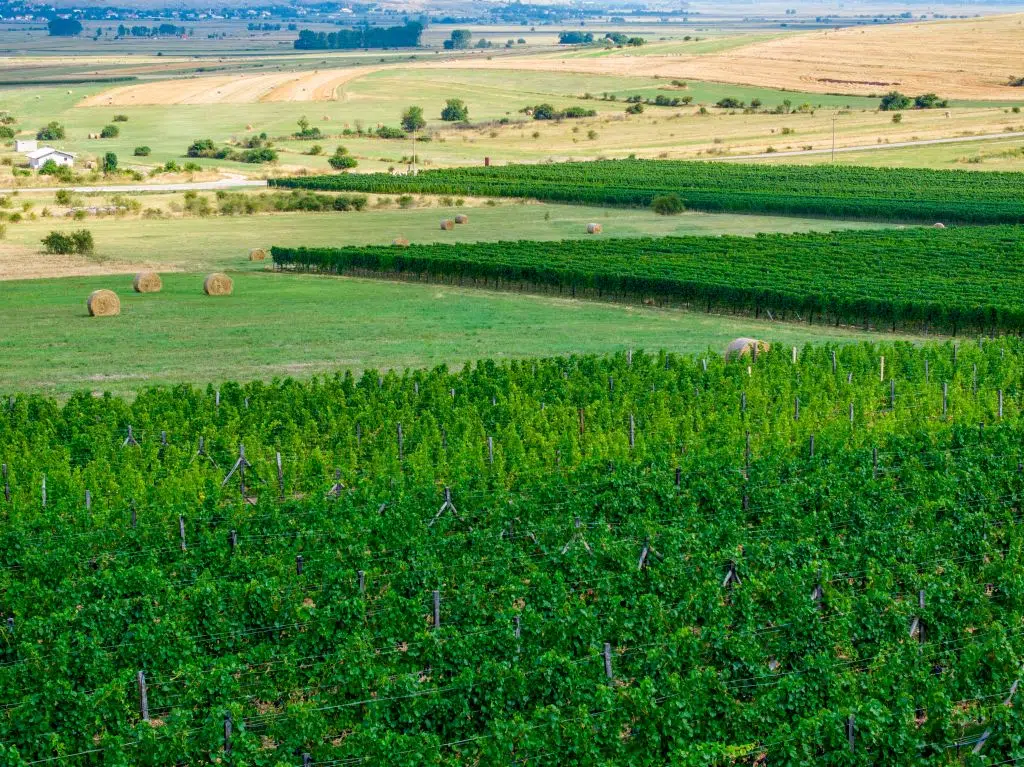 Vinska senzacija iz Tomislavgrada: Knebu Chardonnay proglašen najboljim vinom u BiH!