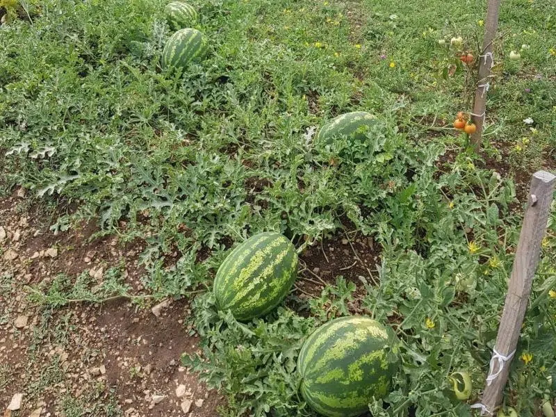 Izbjegnite ove greške s lubenicama i dinjama – mogu naškoditi  zdravlju